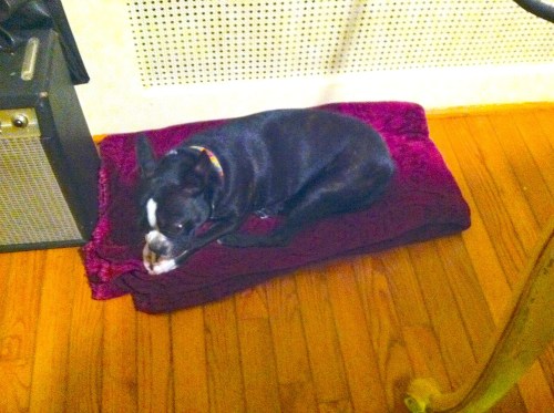 Murphy The Storm Dog, 10:29:12